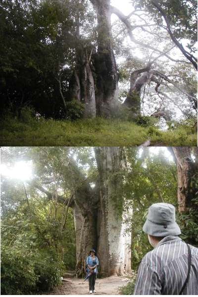  Lyn and Tom and Baobab