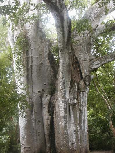 More baobab